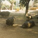 zoo